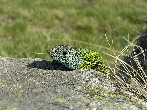 Iberian emerald lizard